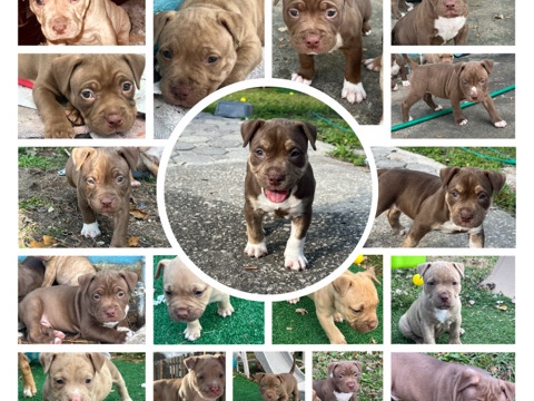 American Pit Bull Terrier – Puppies Pitbull and American bully – Merritt Island
