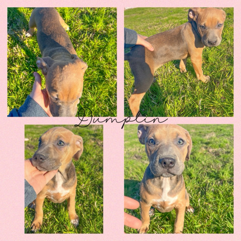 Rhodesian Ridgeback – puppy mix