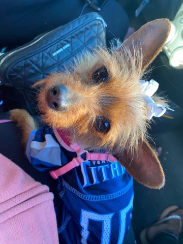 Yorkshire Terrier – Adopt Me