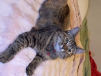 female – Los Angeles