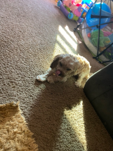 Maltese – selling my dog