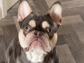 French Bulldog – frenchie – Gateshead