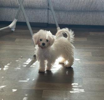 Shih Tzu – Teddy Bear