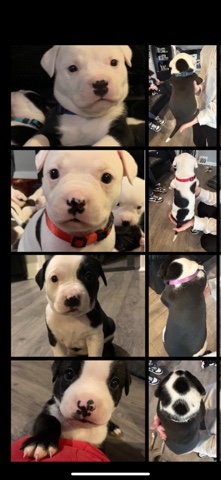 Cane Corso – cane corso x. bully
