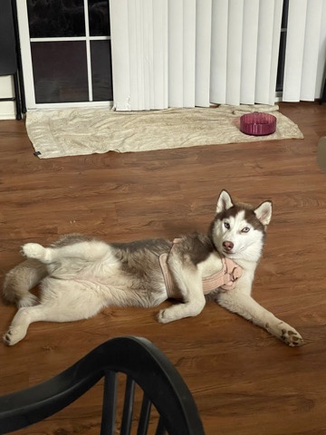 Siberian Husky – Siberian Husky