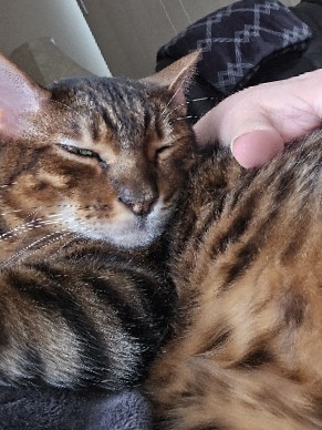 Toyger – Male Toyger named Simba to Rehome