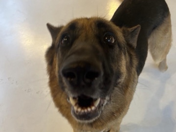 German Shepherd – he needs a new home – San Diego