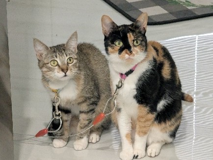 Akemi And Chloe – Brownsville