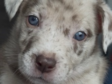 American Staffordshire Terrier – Puppy looking for a good home – Vancouver