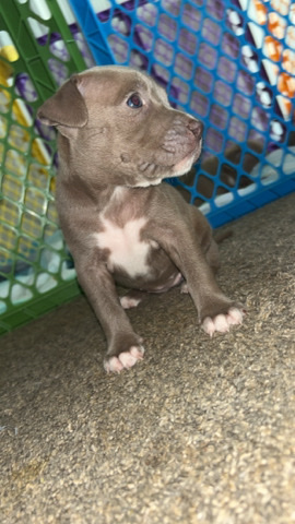 American Pit Bull Terrier – butter cup