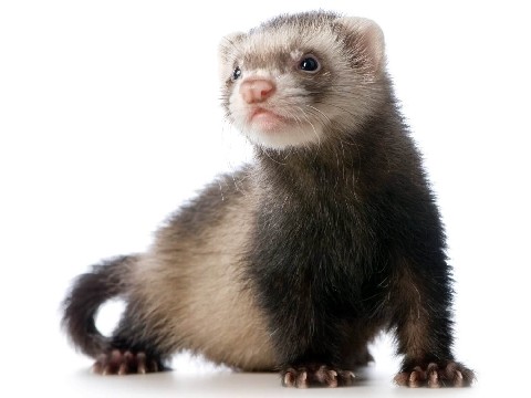 Standard Ferret – Ferret and Chinchilla – Springdale
