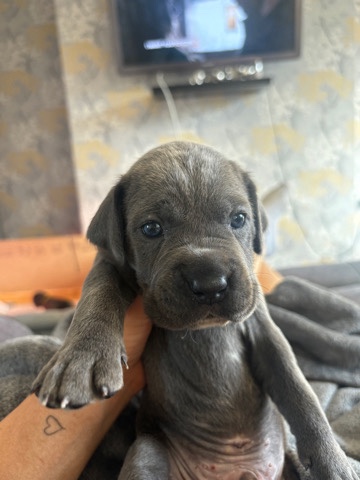 Cane Corso – cane corso puppies