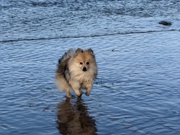 German Spitz – deutscher spitz – Elsdorf