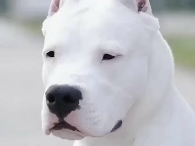 Dogo Argentino – Filhotes de Dogo Argentino- Linhagem Campeã- Pedigree CBKC – Quatro Barras