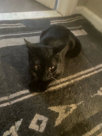 American Shorthair – Domestic shorthair (Spooky)