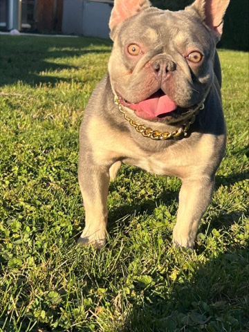 French Bulldog – lilac and tan stud service