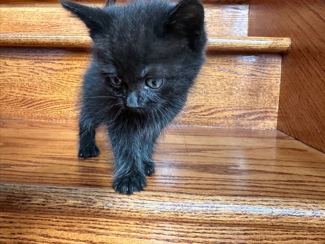 kittens