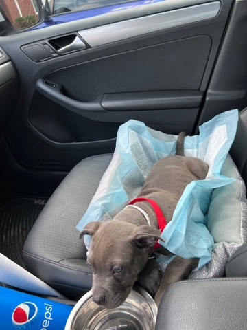 American Pit Bull Terrier – puppy for sale needs a new place to call home