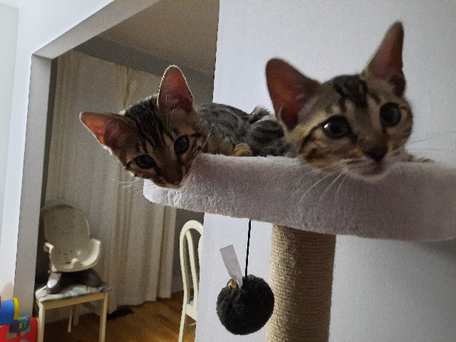 Bengal – Pair of Bengal Kittens