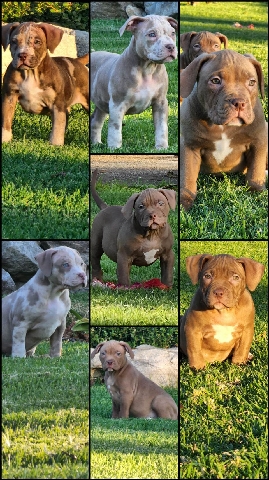 American Bully pups