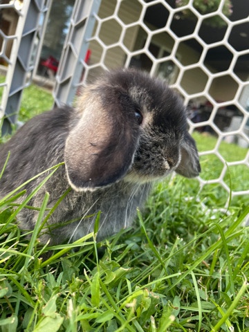 Bunnie for sale