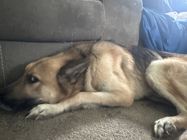 German Shepherd – Friendly 2-Year-Old German Shepherd for Adoption in Harlan – Harlan