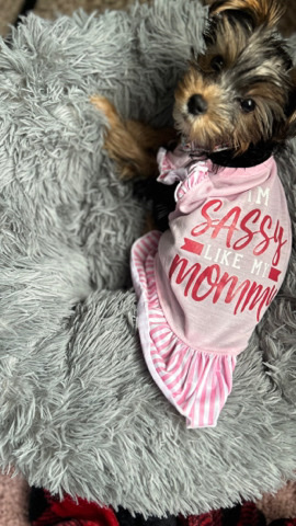Yorkshire Terrier – need her gone asap