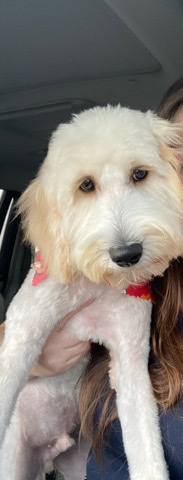 Golden Retriever – Rehoming Golden Doodle