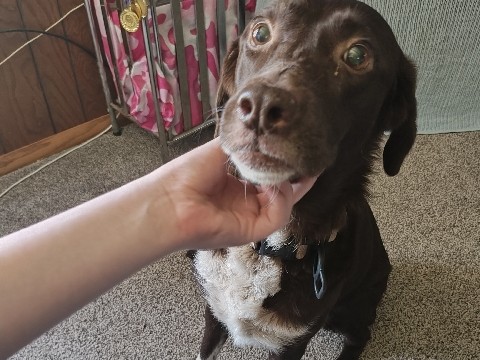 Labrador Retriever – lab – Washington