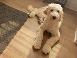 Goldendoodle – Energetic Goldendoodle for Rehoming – Charlotte – Charlotte