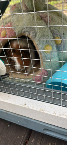 Any – free guinea pigs