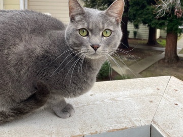 American Shorthair – rehome cat – Sacramento