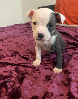 American Pit Bull Terrier – pitbull mixed puppies
