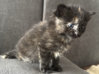 Maine Coon – Maine coon x Ekh Kitten – Kall