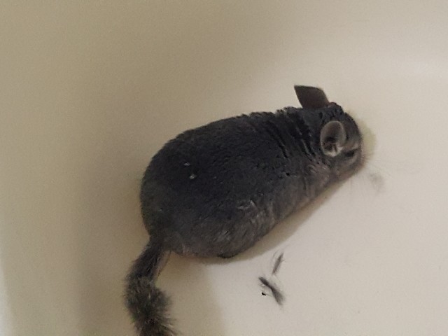 chinchilla – Male chinchilla
