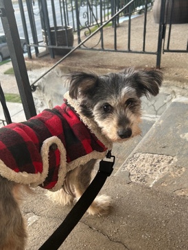 Lady is Looking for a New Home