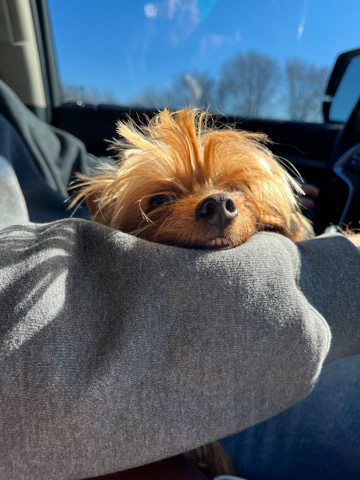 Yorkshire Terrier – tea cup yorkie