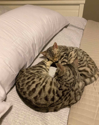 Bengal – we have 2 cute cats for sale.