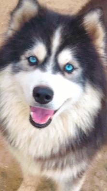 Siberian Husky – Huskey wooly coat