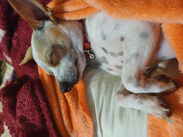 Chihuahua – looking for a good place for male and female chihu