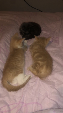 British Shorthair – 10 week old kittens