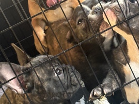 French Bulldog – Brindle Boy 1 – Madisonville