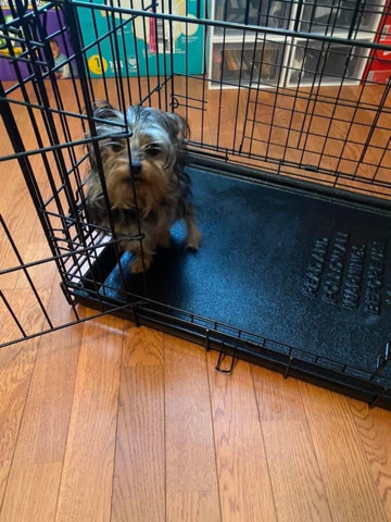 Yorkshire Terrier – Yorkshire