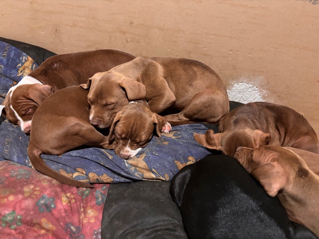American Bulldog – American bulldog x puppies ready to leave..