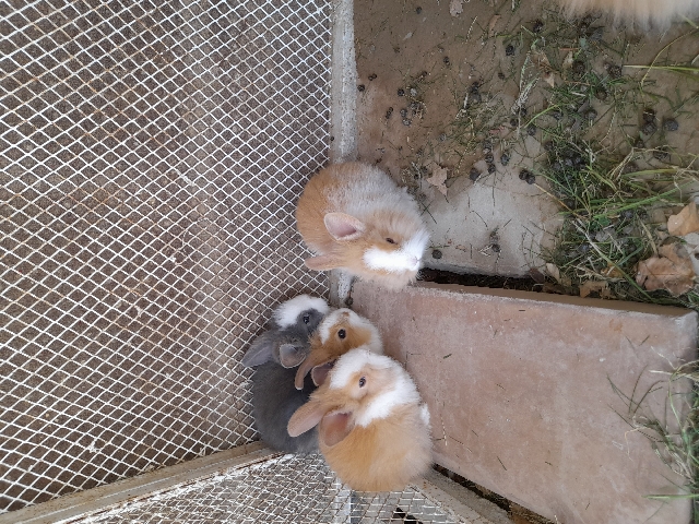 Rabbits Taddy Bear Dawrf