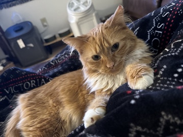 cat forever home – Fort Hood