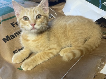 cute kittens – Silver Spring