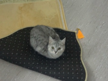 Weibliche verspielte BKHKatze sucht neues – Essen