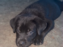 Mixed Breed – cane corso mix with husky – Miami