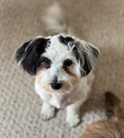 Maltese – Pickup Today